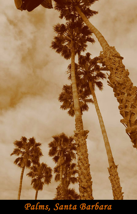 palms