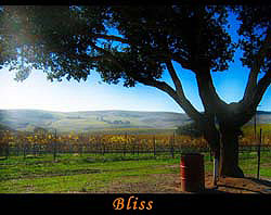 Bliss