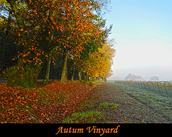 Autumn Vinyard