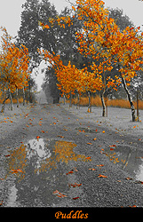 Puddles