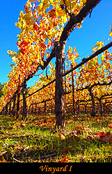 vinyard