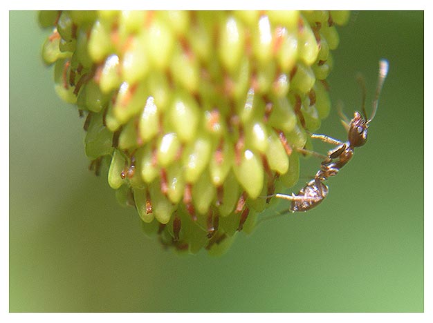 Ant on Strawberry