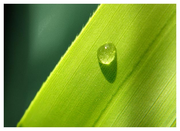 Close up of Leaf