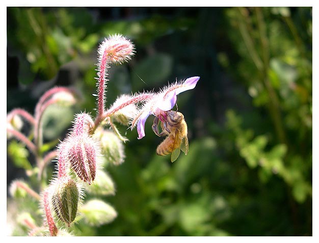 Bee and Flower