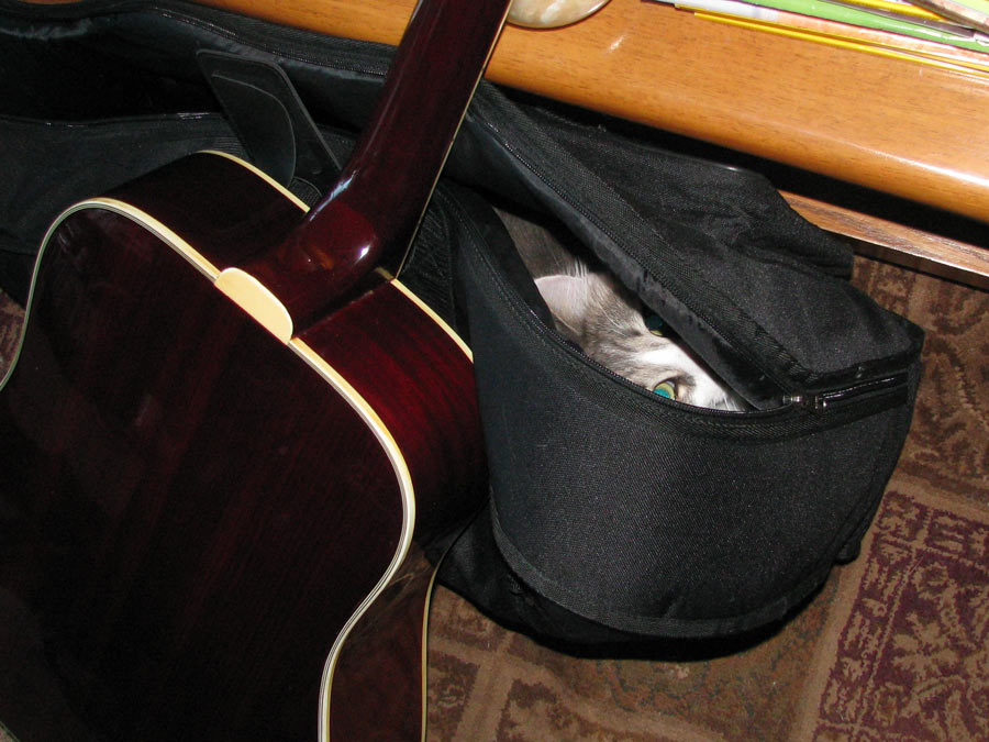 Cats