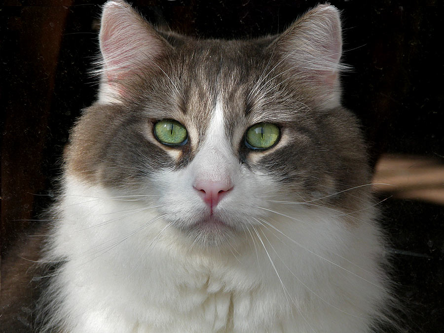 cats