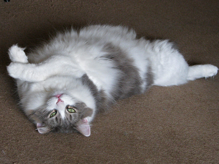cats