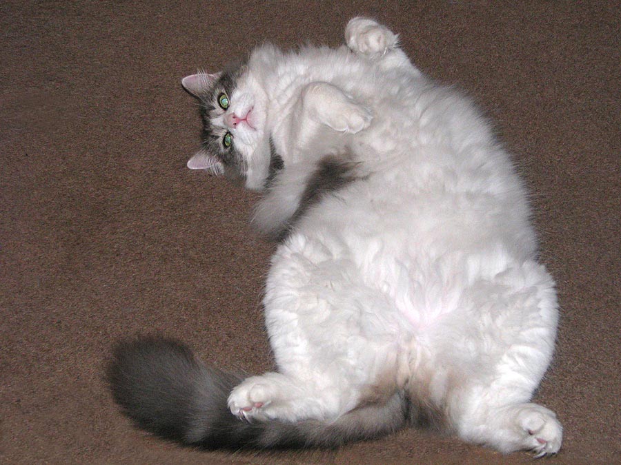 Cats