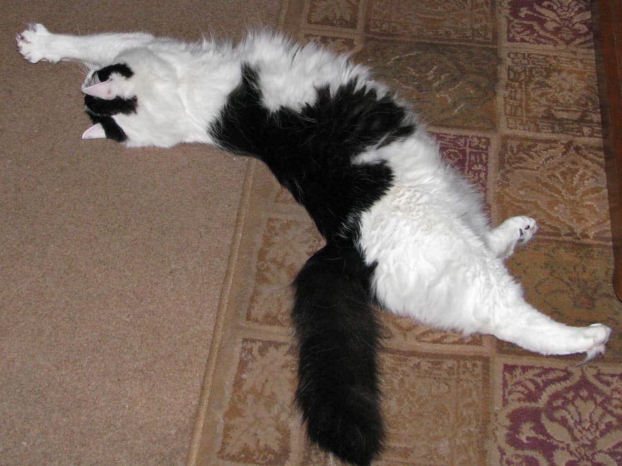 Cats