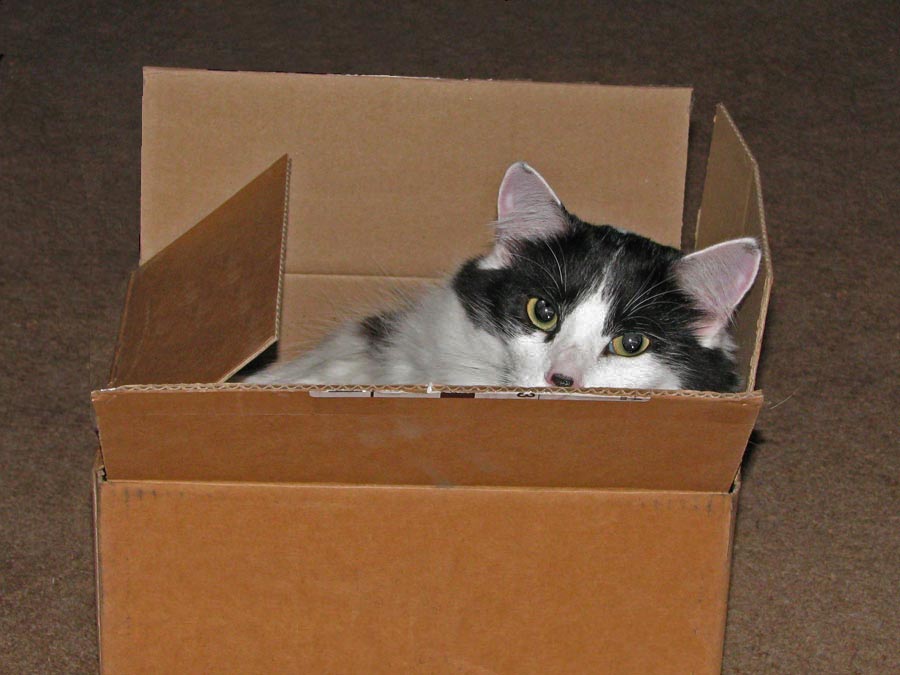 Cats