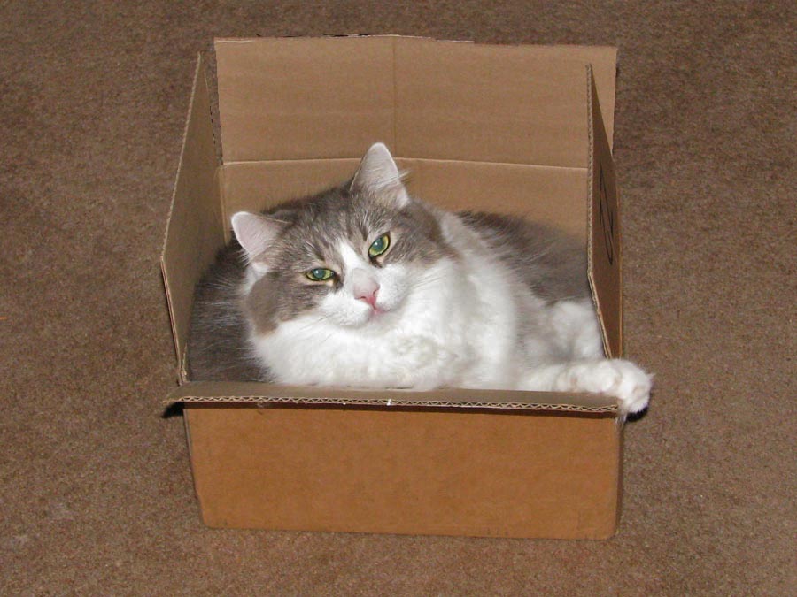 Cats