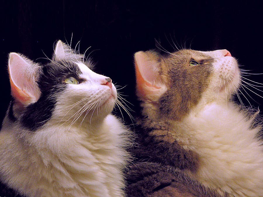 Cats