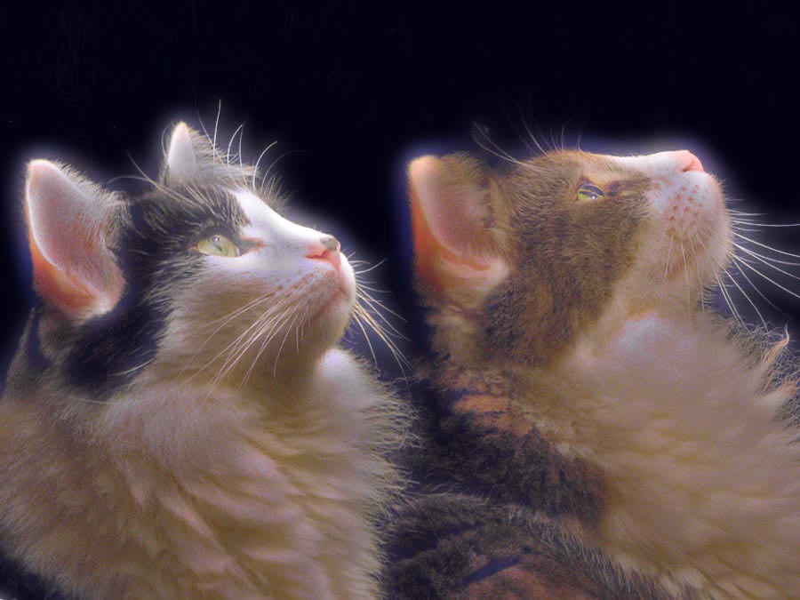 cats