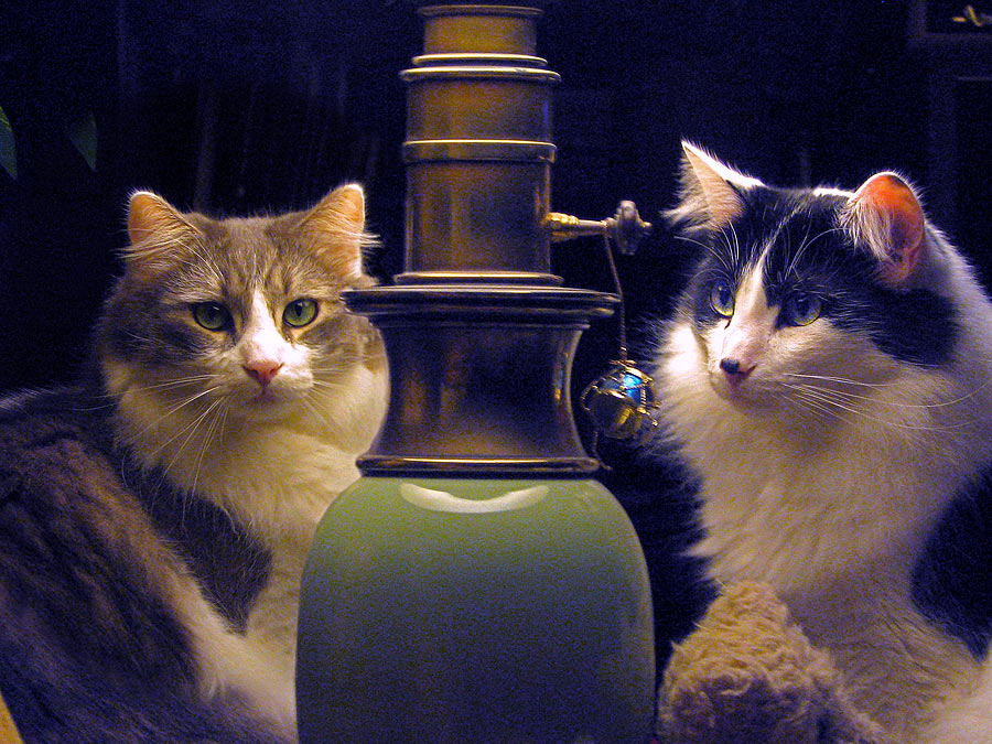 Cats