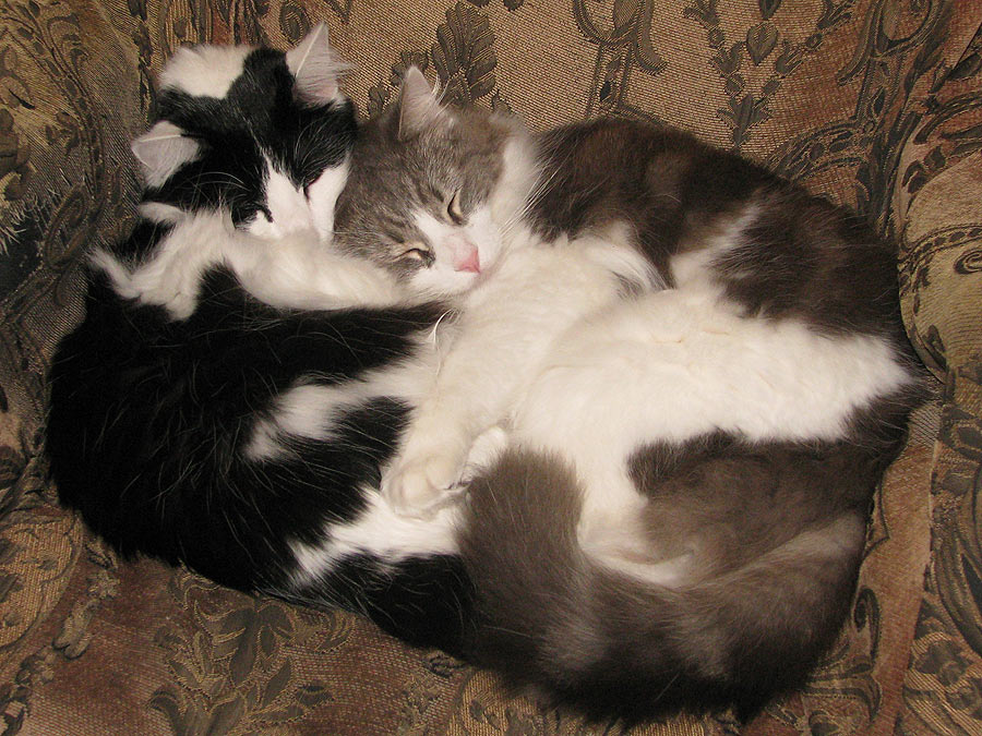 cats