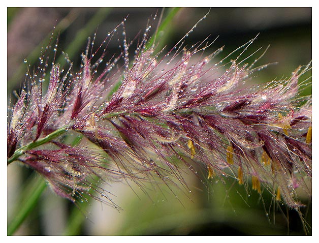 Penisterum Flower