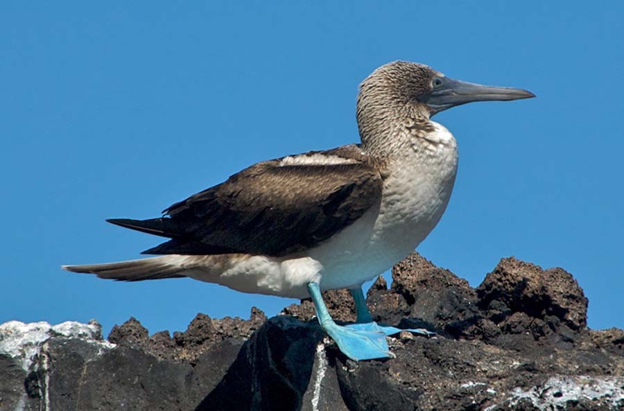01 Blue Footed Boobie#CAC77