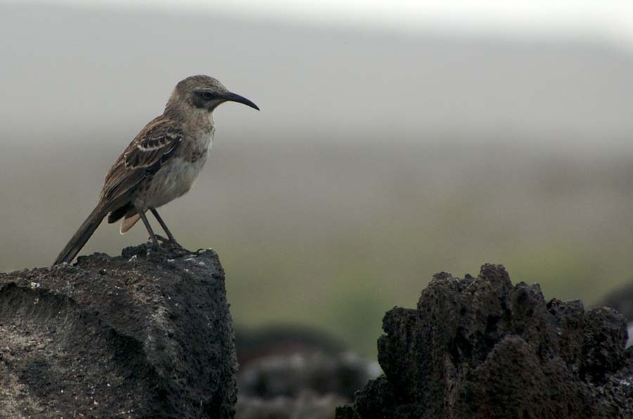 05 Galapagos Mickingb#CAC7C