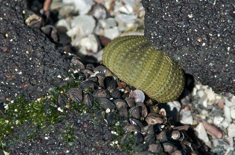 09 Sea urchin in lava#CAC82