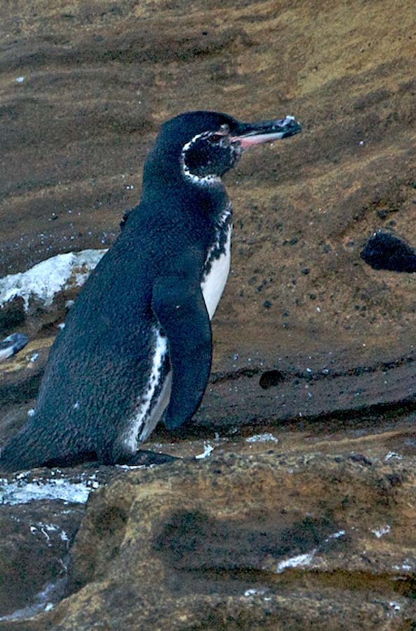 13 Galapagos penguins#CAC7E