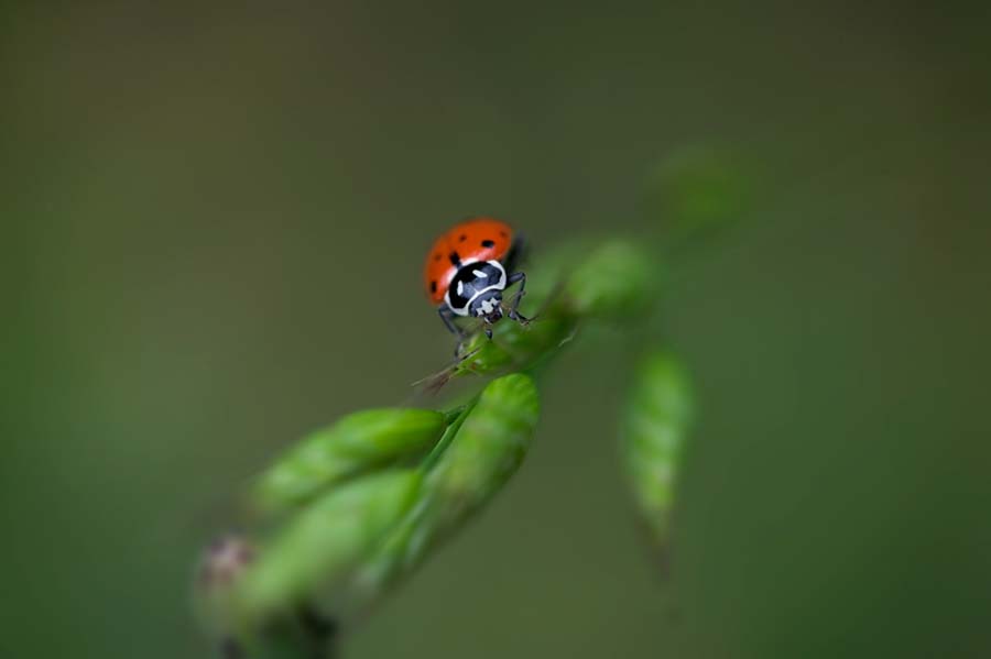B83S8564ladybug