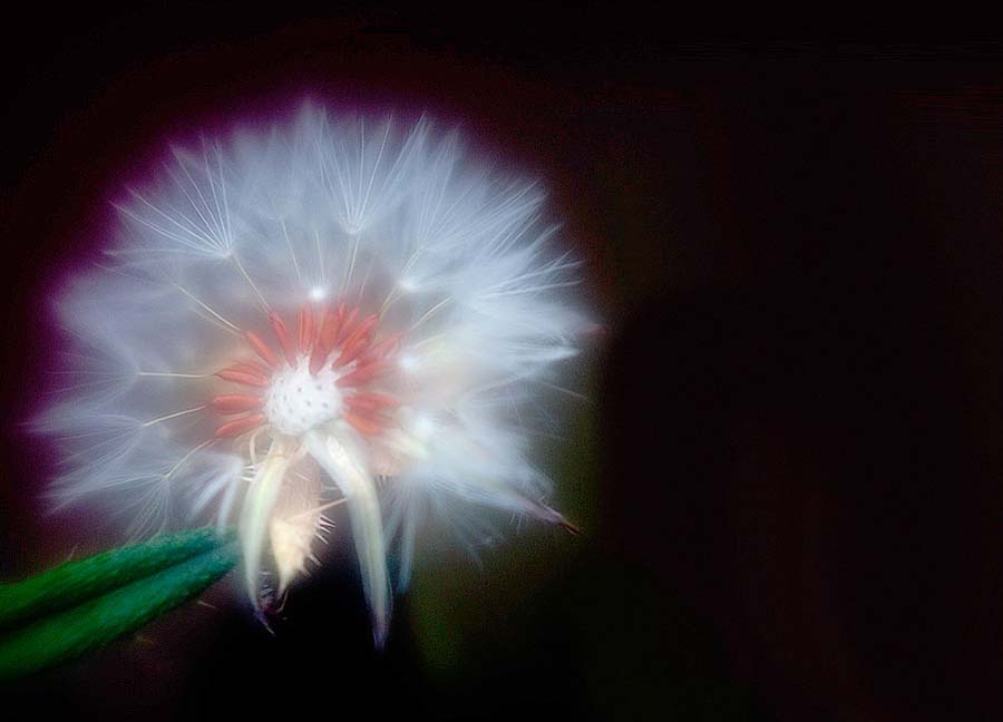 CRW_7513-dandelion